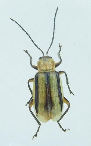 Diabrotica virgifera