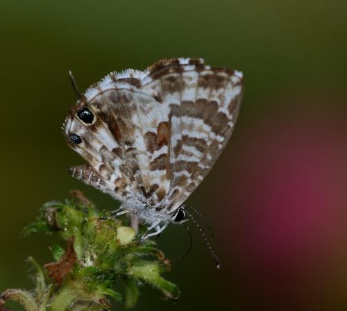 Cacyreus darius