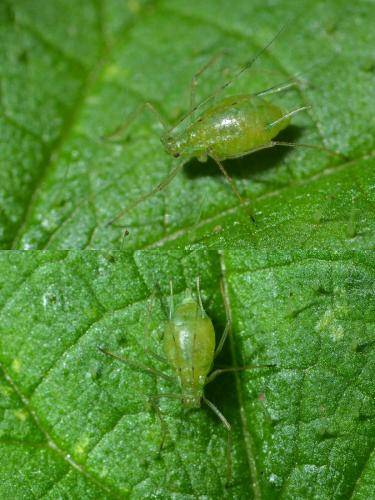 Microlophium carnosum