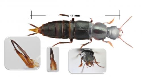 Réf. 269 604 : Quedius lateralis