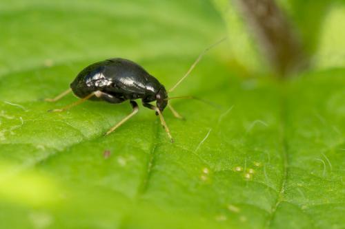 Halticus apterus