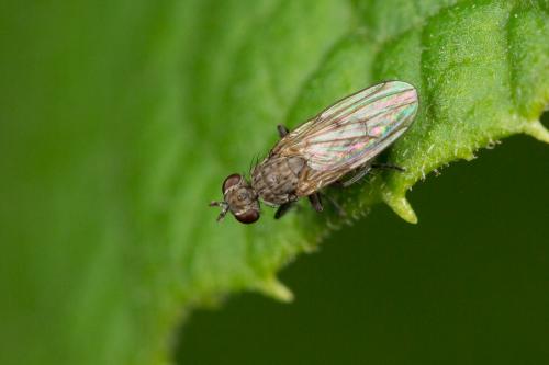 Réf. 269 707 : Schoenomyza litorella