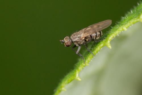 Schoenomyza litorella