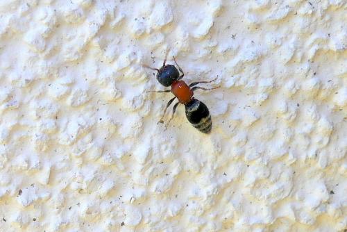 Réf. 269 727 : Myrmilla triareolata