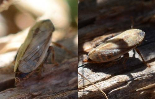 Neophilaenus sp.