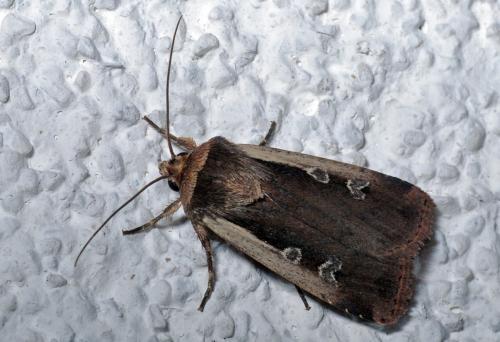 Réf. 269 324 : Ochropleura plecta