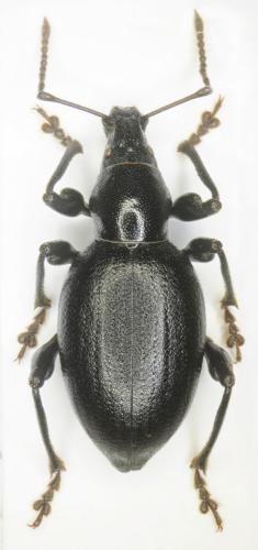 Réf. 269 815 : Otiorhynchus malefidus