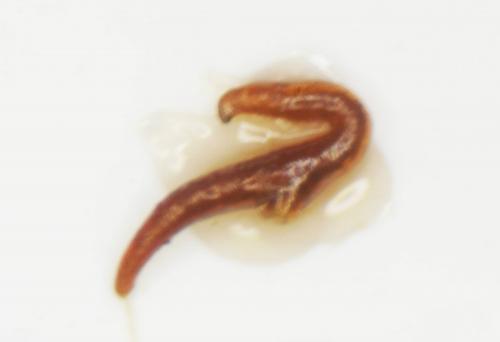 Otiorhynchus malefidus