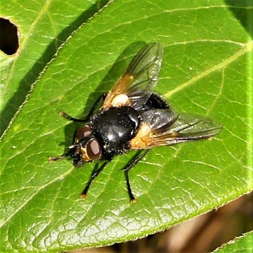Réf. 269 202 : Mesembrina meridiana