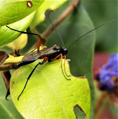 Exetastes calobatus