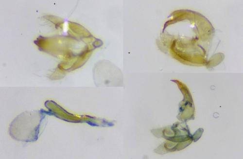 Réf. 269 890 : Borkhausenia nefrax