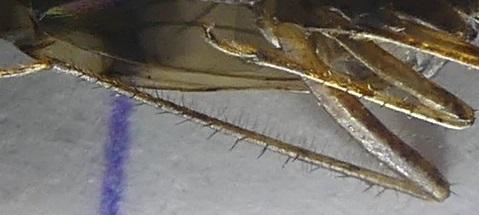 Réf. 269 500 : Pseudomegacoelum beckeri