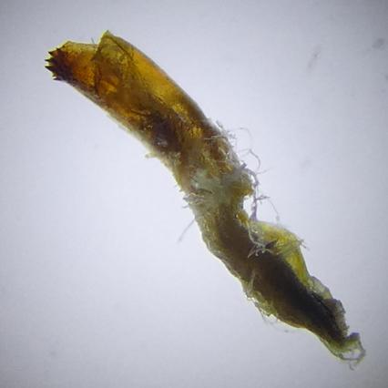 Polymixis argillaceago