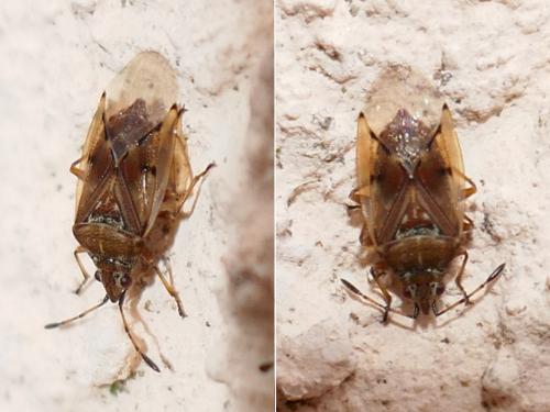 Kleidocerys resedae