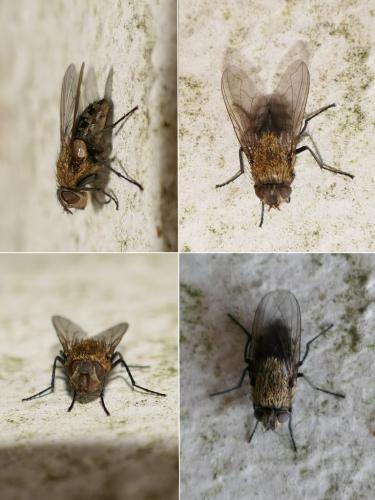 Pollenia sp.