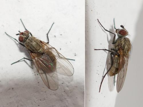 Botanophila fugax