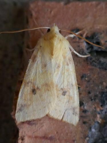 Réf. 269 140 : Xanthia icteritia