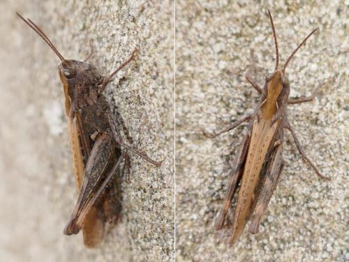Chorthippus sp.