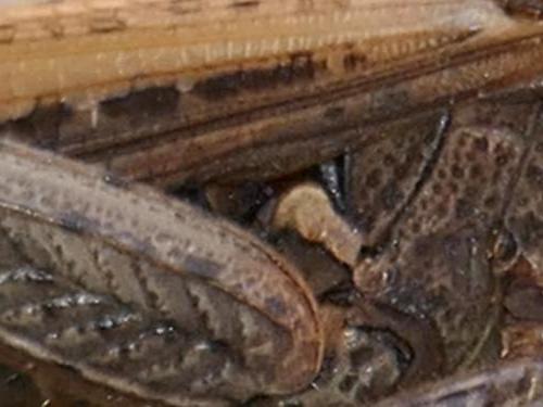 Chorthippus sp.
