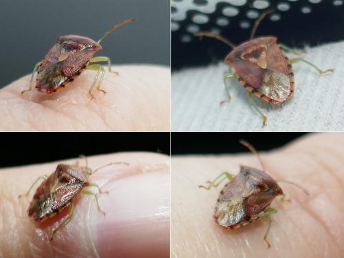 Elasmucha grisea grisea