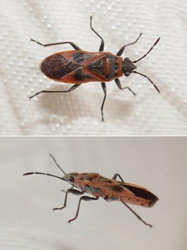 Arocatus roeselii
