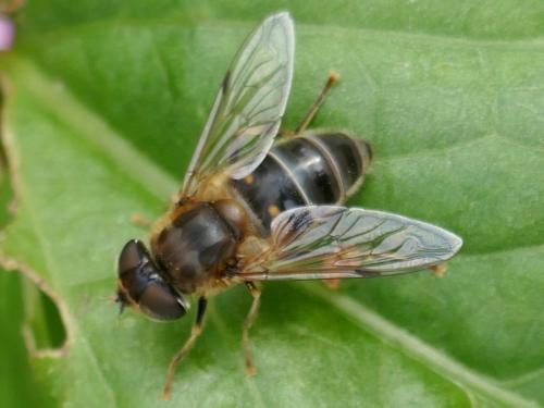 Eristalis pertinax