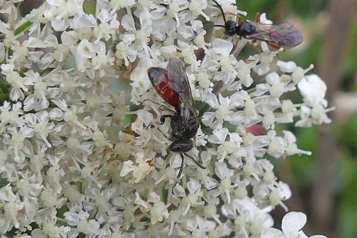 Sphecodes sp.