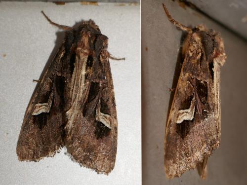 Réf. 269 787 : Trigonophora flammea