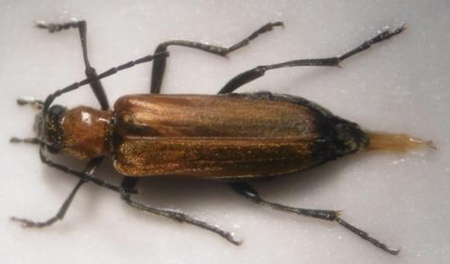 Anogcodes melanurus