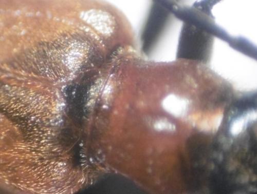 Anogcodes melanurus