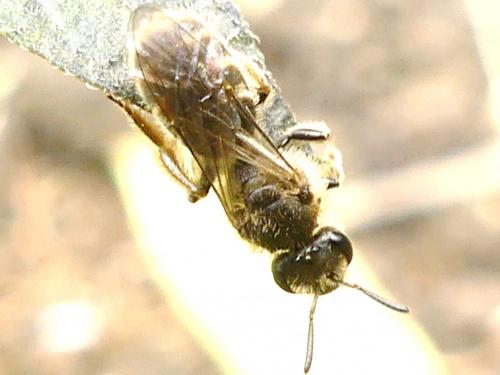 Lasioglossum sp.