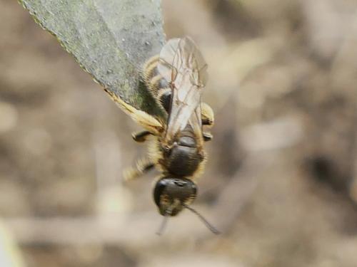Lasioglossum sp.