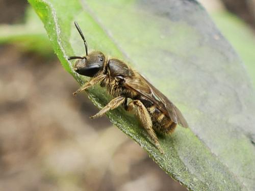 Réf. 269 151 : Lasioglossum sp.