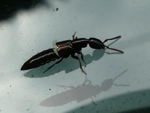 Réf. 269 274 : Xantholinus sp.