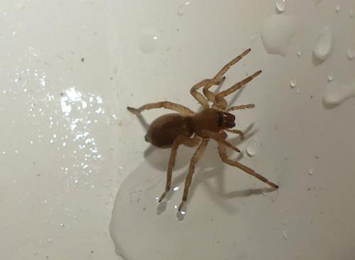 Clubiona sp.