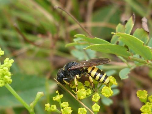 Réf. 269 712 : Ectemnius fossorius