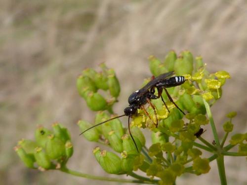Réf. 269 864 : Eutanyacra glaucatoria