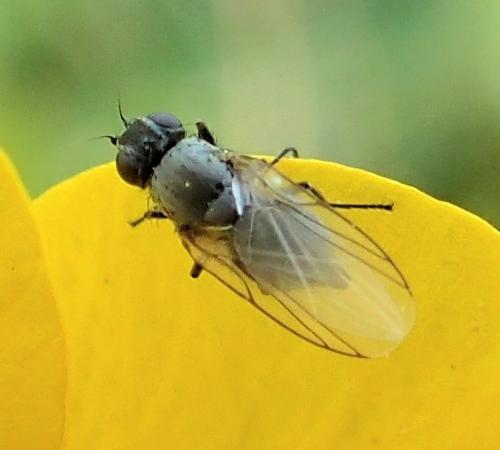 Réf. 269 660 : Phytomyza albipennis