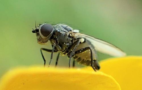 Réf. 269 661 : Phytomyza albipennis