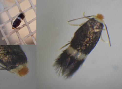Stigmella sakhalinella