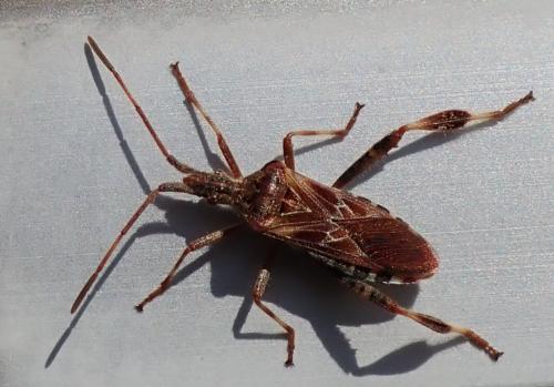 Leptoglossus occidentalis
