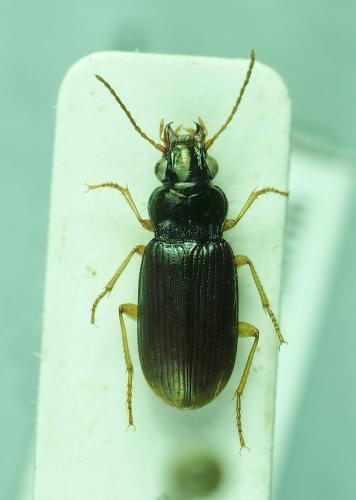 Pogonus gilvipes