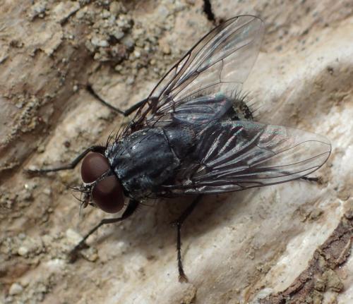 Réf. 269 434 : Muscina prolapsa