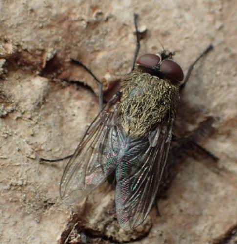Réf. 269 437 : Pollenia sp.