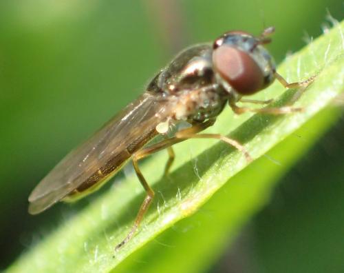 Melanostoma mellinum