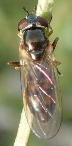 Melanostoma mellinum