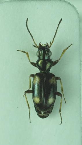 Bembidion quadrimaculatum