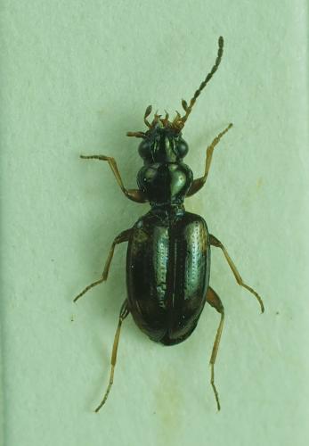 Bembidion quadrimaculatum