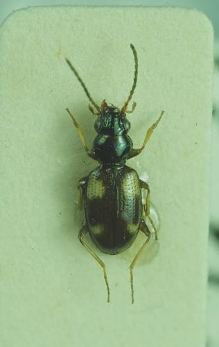 Bembidion quadrimaculatum