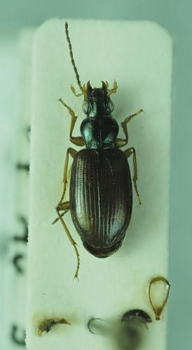 Bembidion decorum caraffai